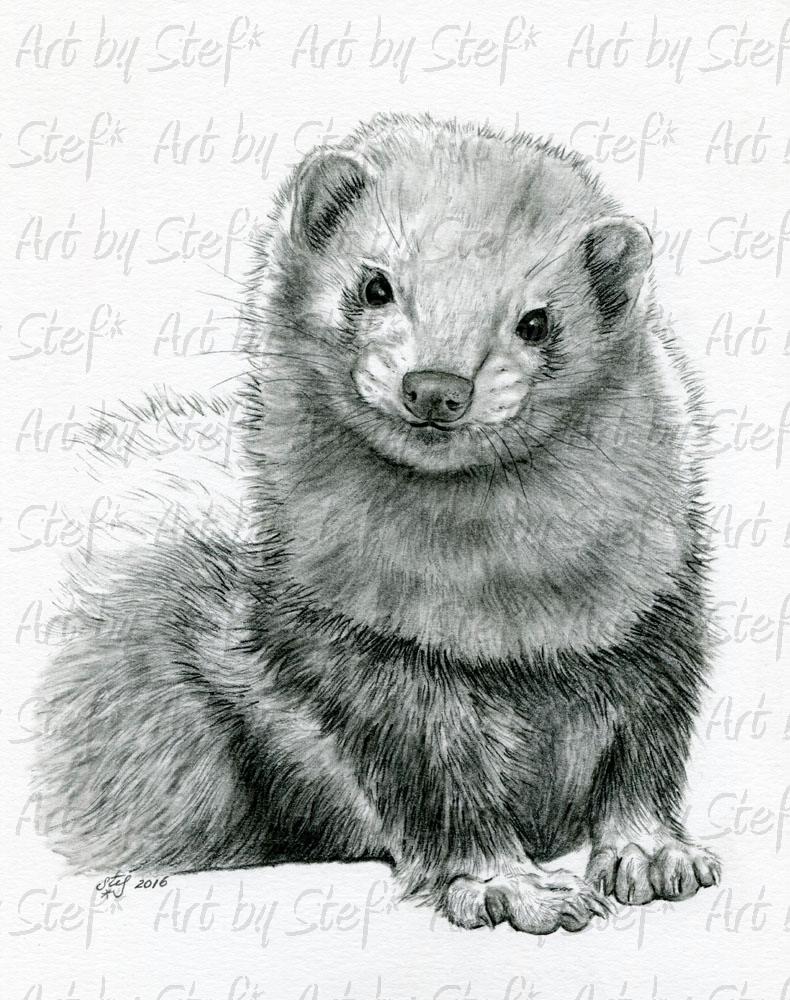 Рисунок хорька карандашом