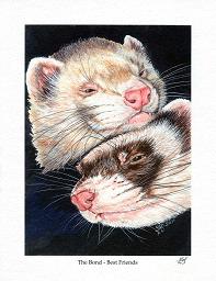 Ferrets; The Bond - Best Friends (Print); The Bond - Best Friends (Print); Stef